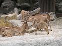 Berlijn 2009 ZOO146